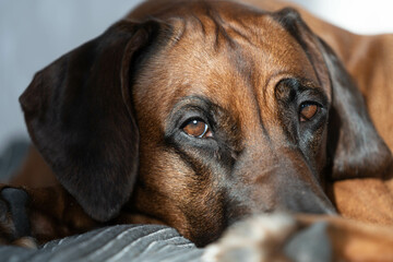 Close-up portrait of a Rhodesian Ridgeback. the brooding gaze of the dog