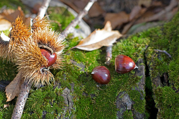 Châtaigne tombée de l'arbre dans la mousse et sortie de sa bogue en automne dans les Cévennes en France.