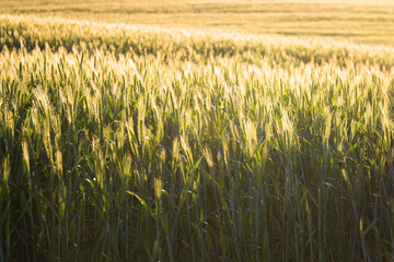 黄金色の小麦畑