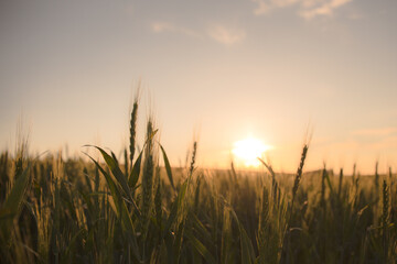 小麦畑の夕暮れ