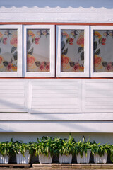 Row of small snake lily plant are growing with wooden windows on vintage white house wall background in vertical frame