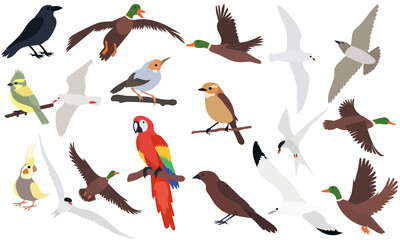 birds set, flat design collection, isolated vector