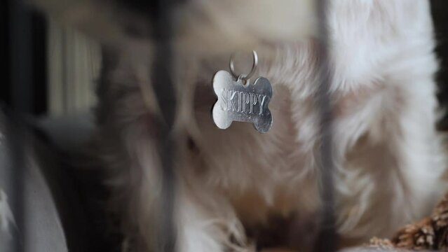 White terrier dog collar with name Skippy.