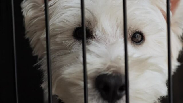 White terrie in cage look, blink and lick.