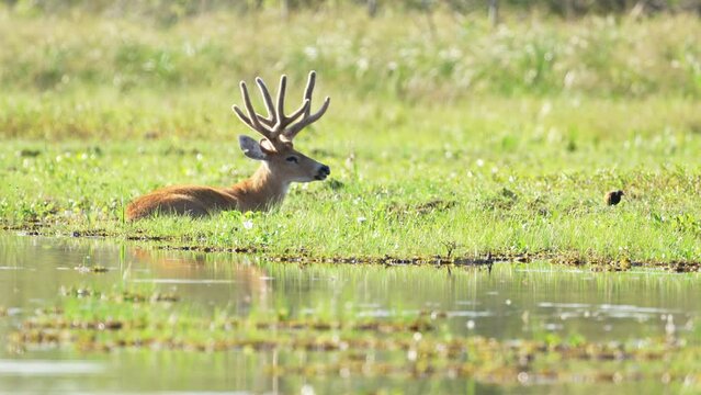 Calm marsh deer, blastocerus dichotomus sunbathing and resting in ibera wetlands with a little bird walking around it under beautiful sunlight, close up shot of a critically endangered species.