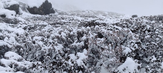 Himalayas snow covered trees