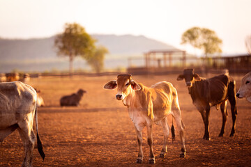 Young bulls in the yards on a remote cattle station in Northern Territory in Australia at sunrise.