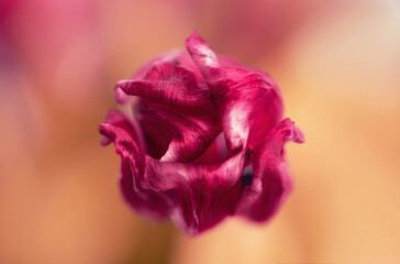 Fototapeta na wymiar tulip in pink/white, top view of the petals, close up