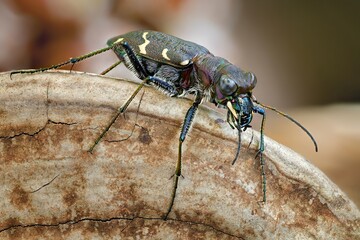 bug on the leaf