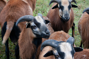 Kamerun Schaf Böcke
