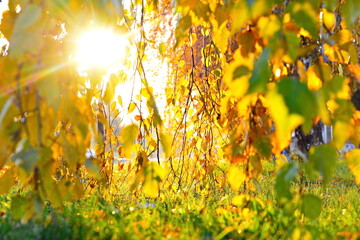 Autumn bright glare of sunlight towards through birch branches in yellow autumn foliage in the sunny morning. Selective focus