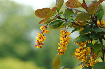 Blooming barberry on the branches in spring time.Flowers of berberis vulgaris.Botanical outdoors photo. 