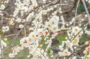 大阪城公園の梅林