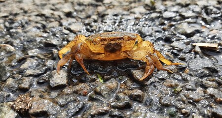A beautiful Crab on the road.