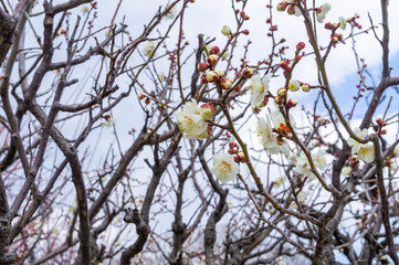 大阪城公園の梅林