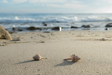 Shells on a sandy beach. 