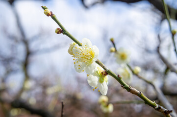 大阪城公園の梅林