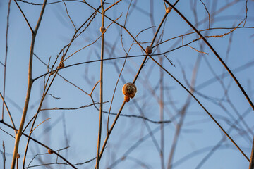 Snails on dry branches.