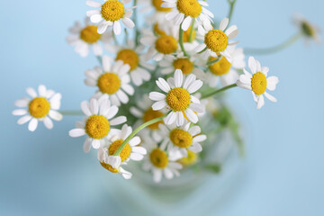 Fresh bouquet of chamomile flowers on the blue background. Close up. Selective focus	