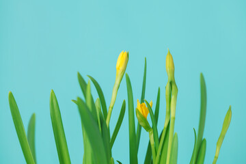 Obraz na płótnie Canvas Yellow narcissus on a pastel blue background, spring floral bouquet frame