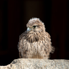 Falco tinnunculus. Common kestrel.