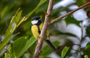 Close up on blue tit bird perched on a tree branch