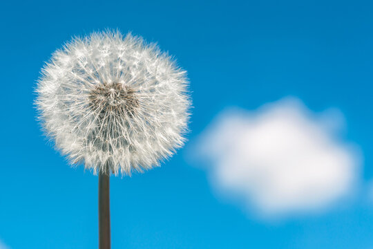 Close-up, dandelion. Against the background of a blue sky with clouds.