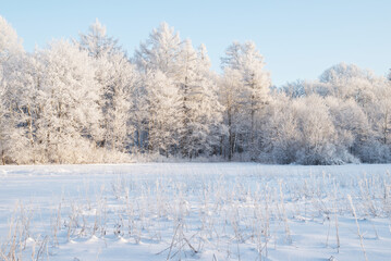 White snowy field and frosty forest  landscape in sunny winter day.