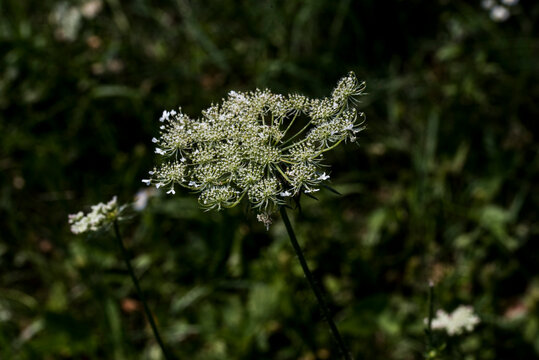 Ammi Visnaga or wild dill 10