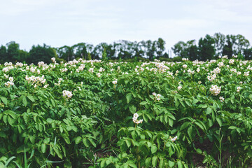 Fototapeta na wymiar Fields with green flowering potato bushes.
