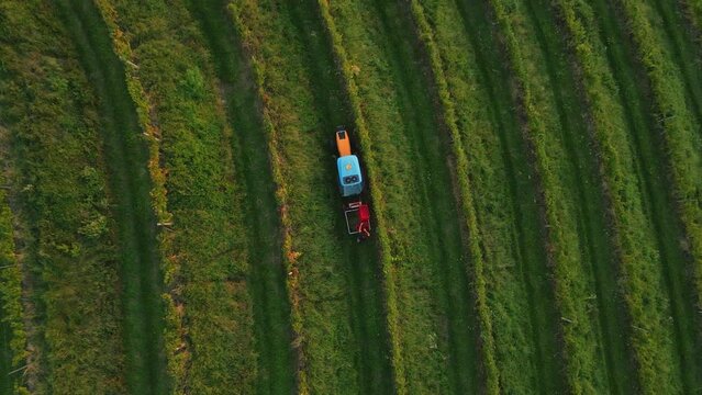 Tractor driving amongs vineyard. In the autumn there is a time to pick up grapes and collect them.