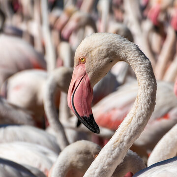 Phoenicopterus Roseus. Greater Flamingo