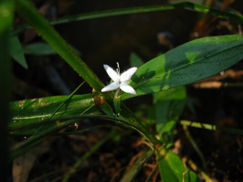 buttonweed plant in native habitat