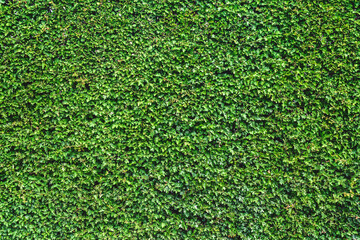The hedge wall is a rich beautiful green color. Texture, background. - obrazy, fototapety, plakaty