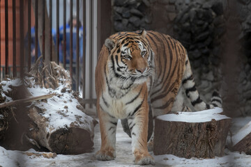 Portrait pf huge striped sad tiger resting in a cage in the zoo.