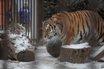 Portrait pf huge striped sad tiger resting in a cage in the zoo.