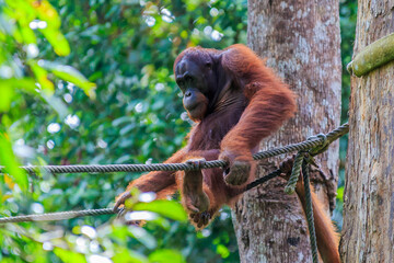orangutans or pongo pygmaeus is the only asian great found on the island of Borneo and Sumatra