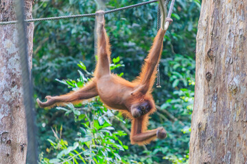 Naklejka premium orangutans or pongo pygmaeus is the only asian great found on the island of Borneo and Sumatra