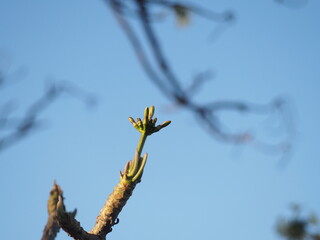 buds on sky