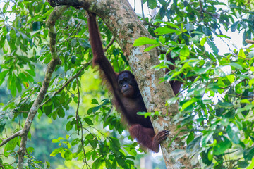 orangutans or pongo pygmaeus is the only asian great found on the island of Borneo and Sumatra