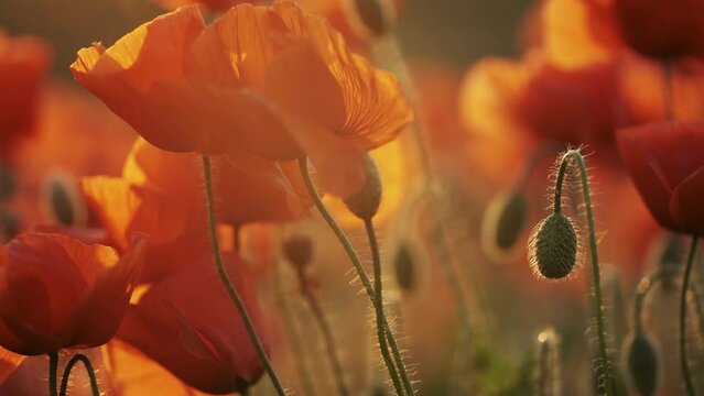 Blooming field of red poppy flowers at sunset. Abstract nature blurred background in evening light, 4k