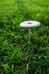 mushroom growing in grass field.