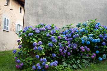 Fototapeta premium Colorful Hydrangea Plant. Trivero, Biella
