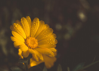 yellow flower with dew drops macro