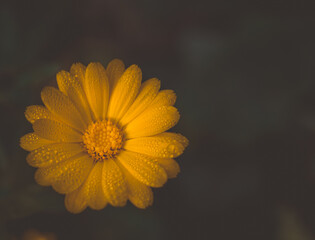 yellow flower with dew drops macro