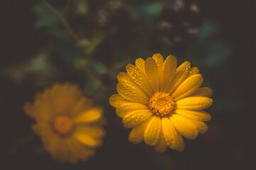 yellow flower with dew drops macro
