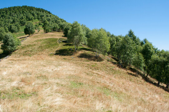 Hill, Trees and Blue Sky. Trivero, Italy