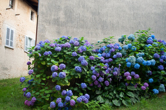Colorful Hydrangea Plant. Trivero, Biella