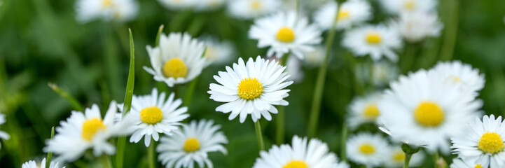 Panoramic image with white daisies in grass. Natural background