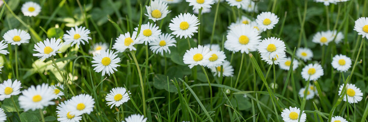 Fototapeta premium Panoramic image with white daisies in grass. Natural background